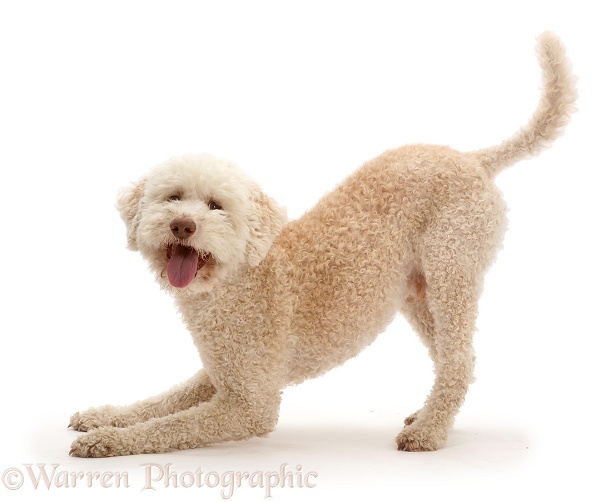 Lagotto Romagnolo dog in play-bow, white background