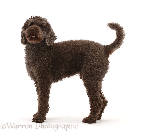 Poodle standing, white background