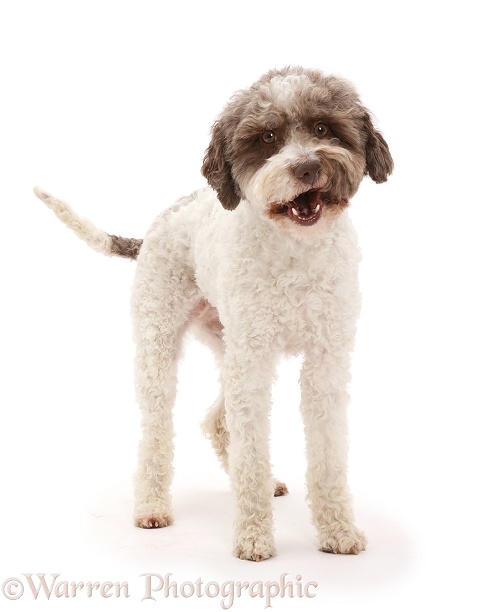 Lagotto Romagnolo dog standing, white background