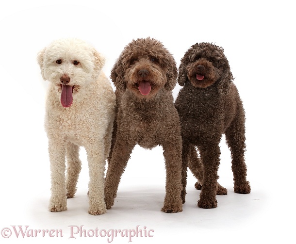 Two Lagotto Romagnolos and a Poodle, white background