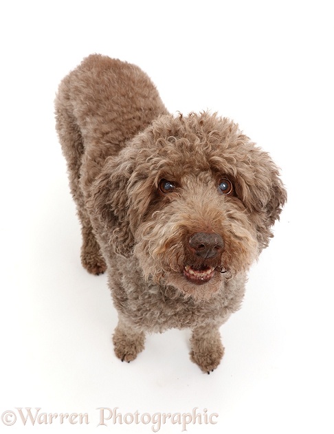 Lagotto Romagnolo dog standing and looking up, white background