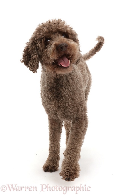 Lagotto Romagnolo walking, white background