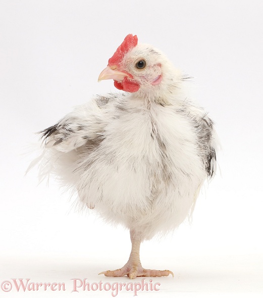 Silkie Serama Chicken standing on one leg, white background