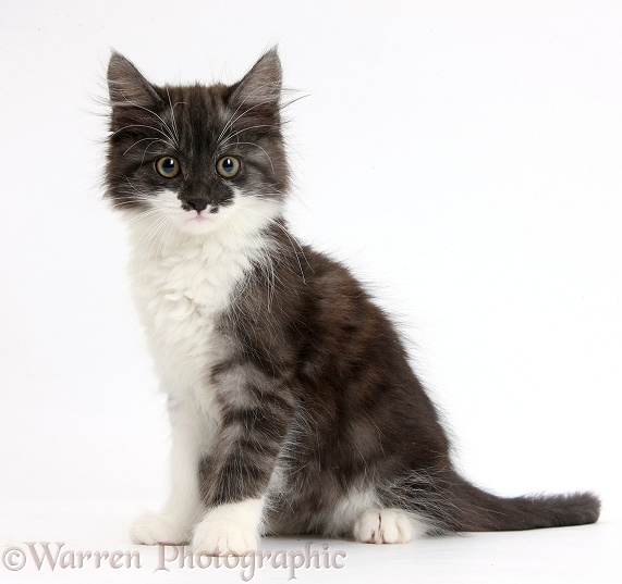 Dark silver-and-white kitten, sitting, white background