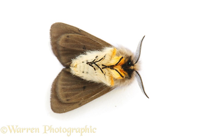 Muslin Moth (Diaphora mendica) shamming dead, white background
