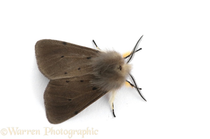 Muslin Moth (Diaphora mendica), white background