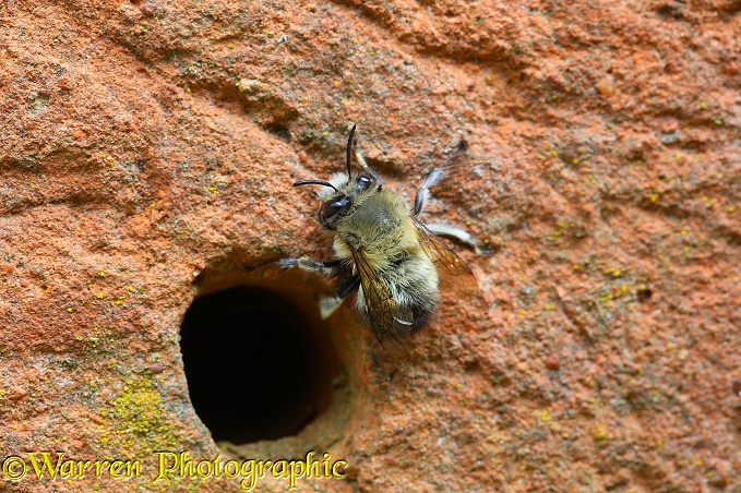 Hairy-footed Flower Bee (Anthophora plumipes) male beside hole in brick wall