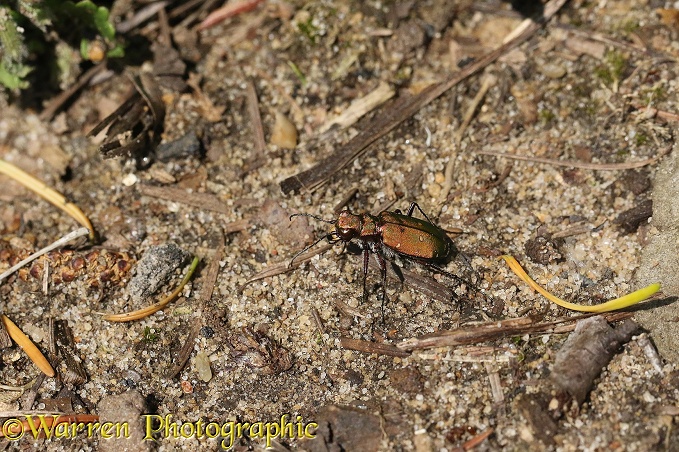 Green Tiger Beetle (Cicindela campestris) bronze form