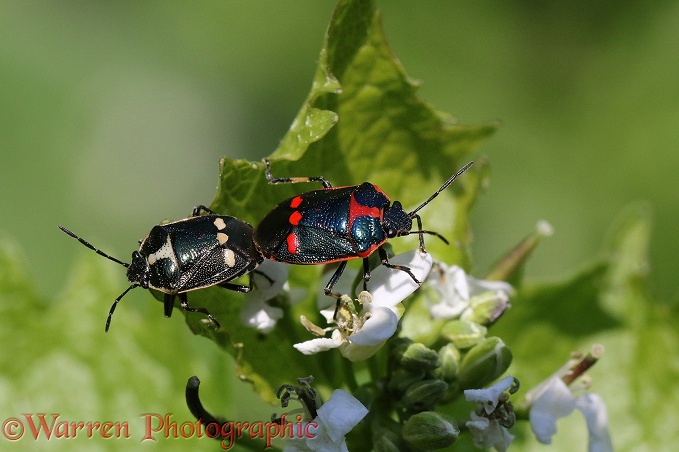 Brassica Shield Bug (Eurydema oleracea) mating pair