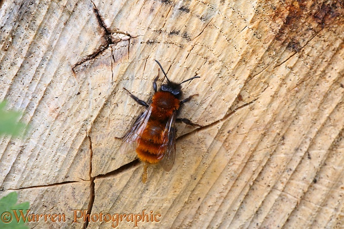 Tawny Mining Bee (Andrena fulva)