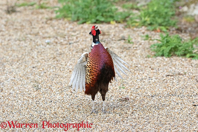 Ring Necked Pheasant (Phasanicus colchicus) cock crowing