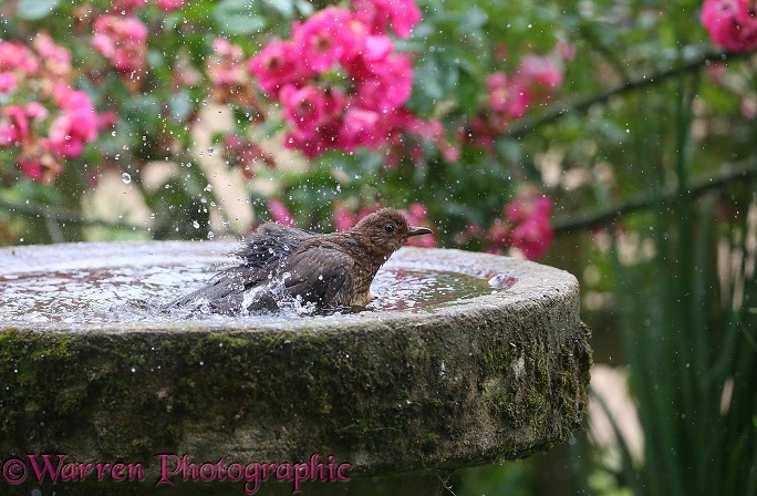 Blackbird (Turdus merula) bathing in birdbath