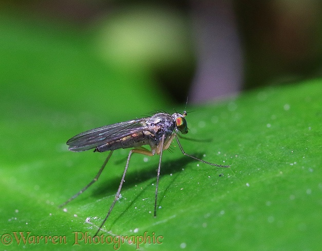 Fly (unidentified)
