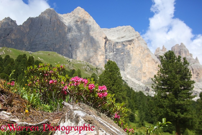 Alpine Rhododendron or Alpenrose (Rhododendron ferrugineum)