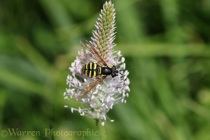 Wasp Hoverfly (Chrysotoxum cautum)