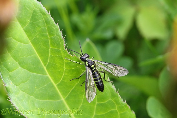 Green sawfly (Rhogogaster viridis)