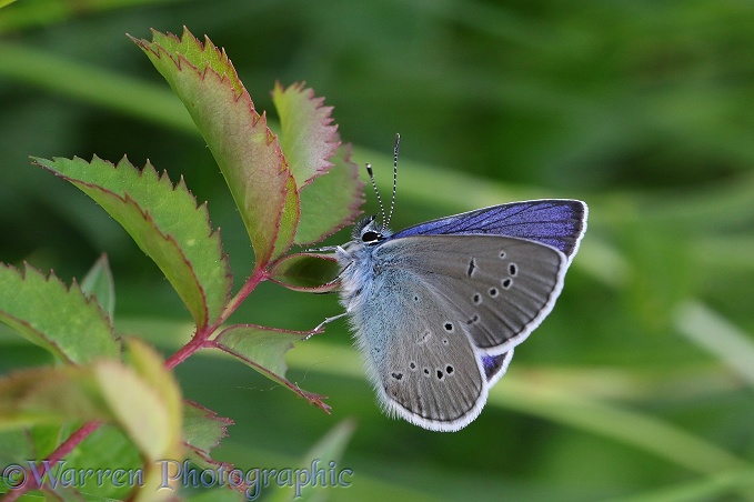 Mazarine Blue butterfly (Cyaniris semiargus)