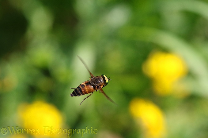 Horsefly (Hybomitra species) male hovering