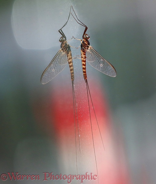 Mayfly (unidentified) with reflection on a window pane