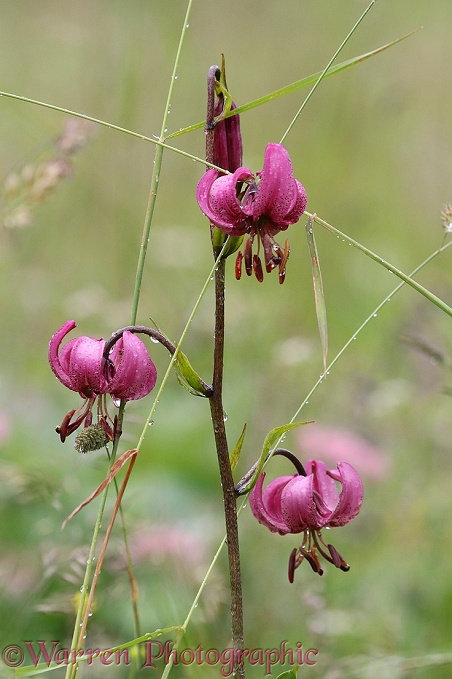 Martagon Lily (Lillium martagon)