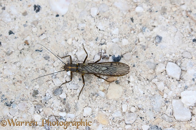 Stonefly (Isoperla species)