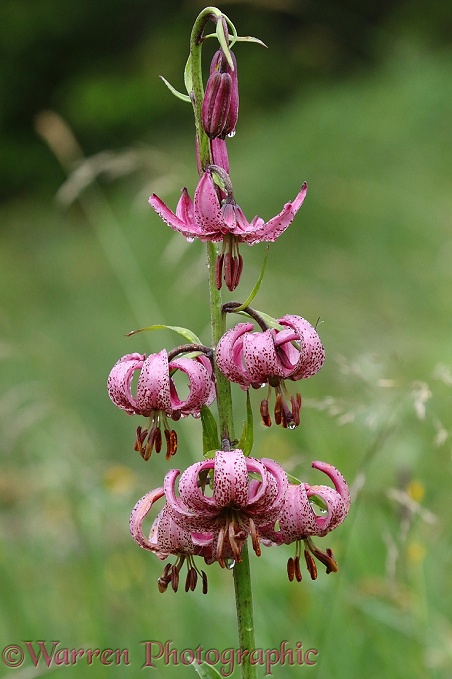 Martagon Lily (Lillium martagon)