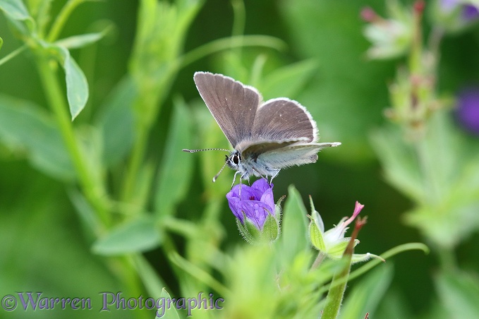 Geranium Argus butterfly (Eumedonia eumedon)