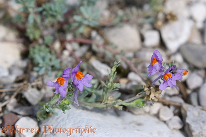 Alpine Toadflax (Linaria alpina)