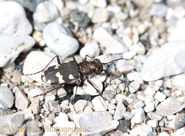 Northern Dune Tiger Beetle (Cincindela hybrida)