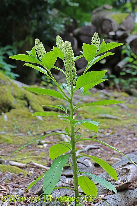 Indian Pokeweed (Phytolacca acinosa) in flower