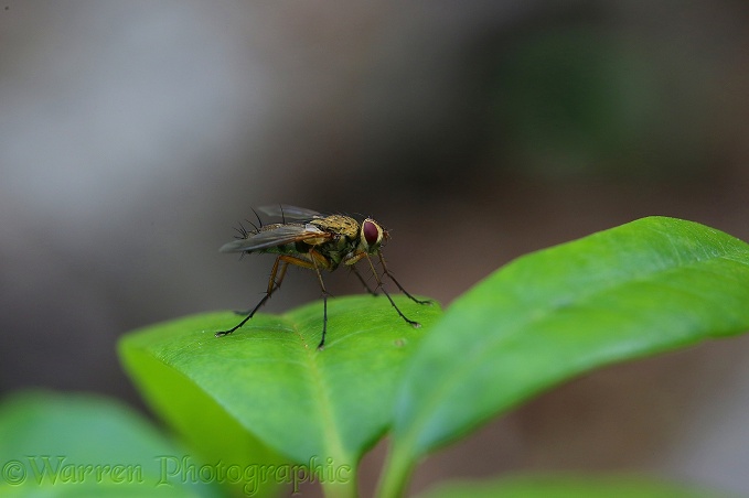 Tachinid fly (Dexiosoma caninum)