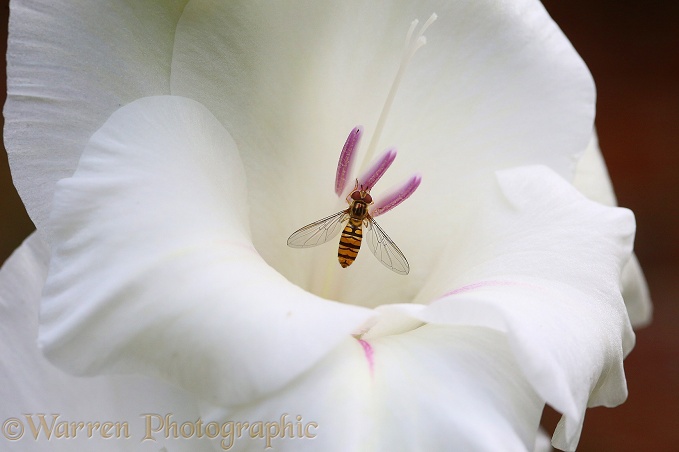 Marmalade Hoverfly (Episyrphus balteatus) on white Gladiolus