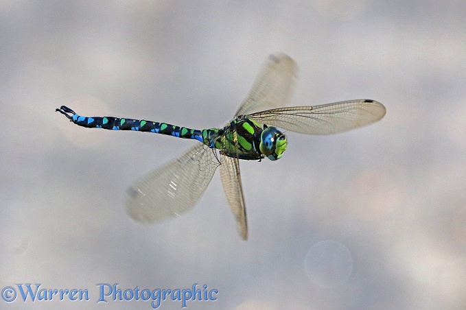 Southern Hawker Dragonfly (Aeshna cyanea) hovering