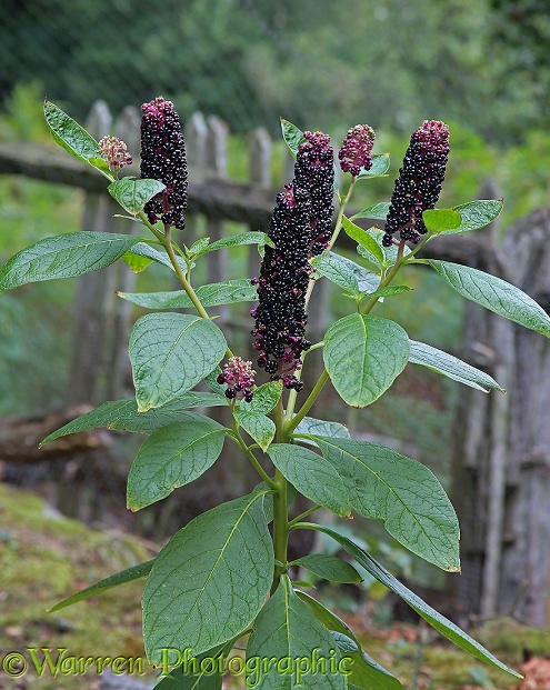 Indian Pokeweed (Phytolacca acinosa) berries