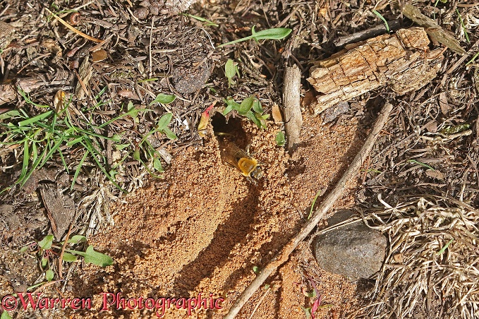Ivy Bee (Colletes hederae) female emerging from its burrow on a sandy track in October
