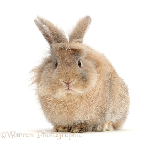 Young Sandy bunny, white background