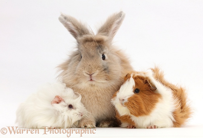 Young Sandy bunny and two Guinea pigs, white background