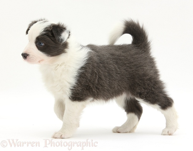 Blue-and-white Border Collie pup, walking, white background