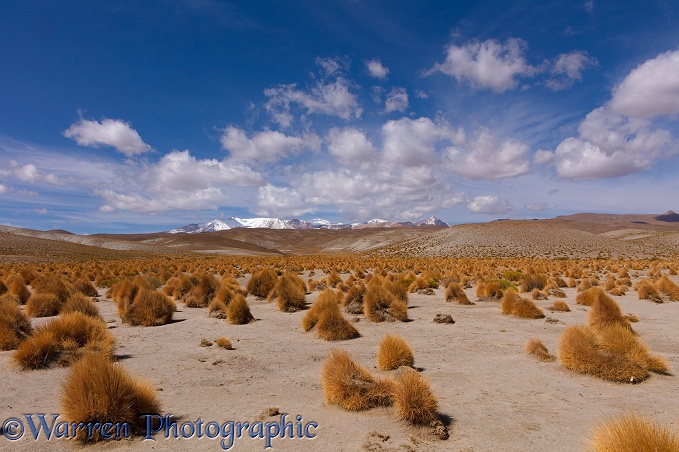 High Altiplano with tussock grass or Paja Brava (Festuca orthophylla)