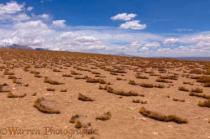 High Altiplano with tussock grass or Paja Brava (Festuca orthophylla) showing clonal growth spread