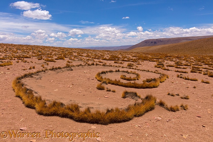 High Altiplano with tussock grass or Paja Brava (Festuca orthophylla) showing clonal growth spread