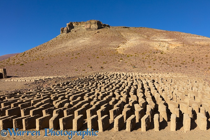Adobe mud bricks drying in the sun.  Bolivia