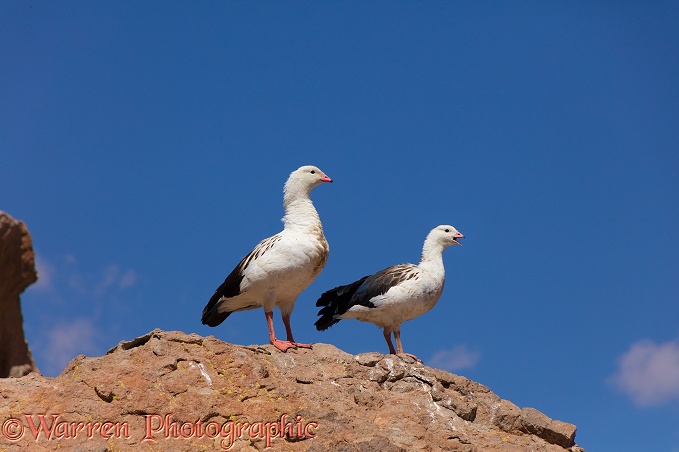 Andean Goose (Neochen melanoptera) pair.  High Andes, South America