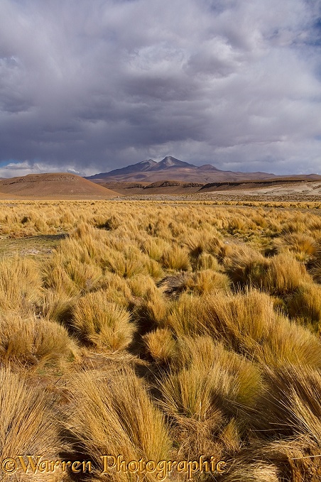 High Altiplano with tussock grass or Paja Brava (Festuca orthophylla)