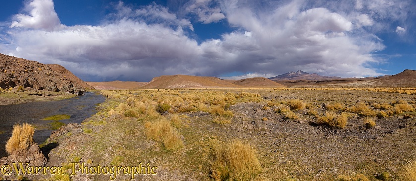 High Altiplano river with tussock grass or Paja Brava (Festuca orthophylla)