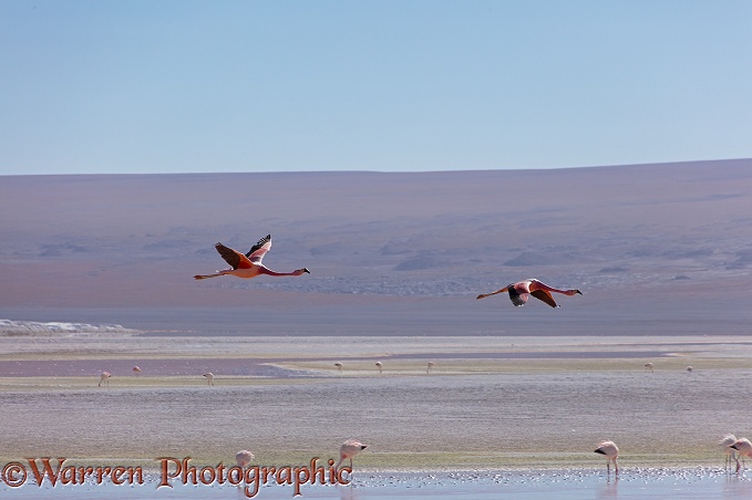 Andean Flamingos (Phoenicopterus andinus) in flight, Laguna Colorada, Bolivia