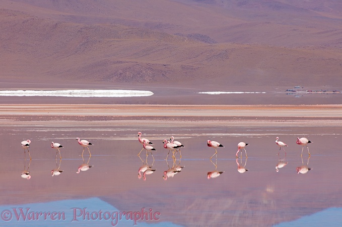 Andean Flamingos (Phoenicopterus andinus), Laguna Colorada, Bolivia