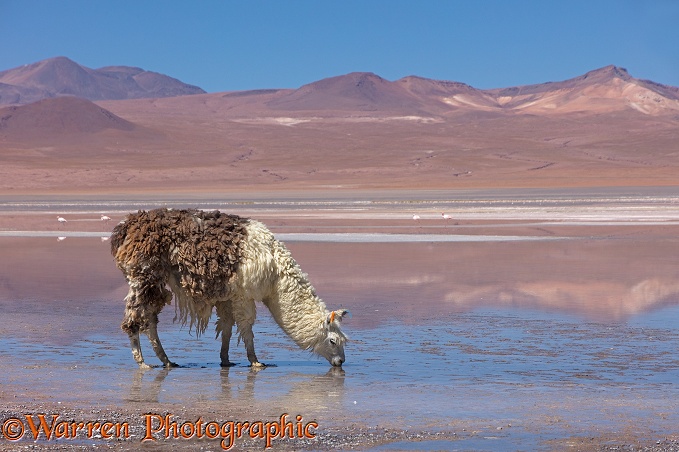 Llama drinking from Lago Colorado, Bolivia