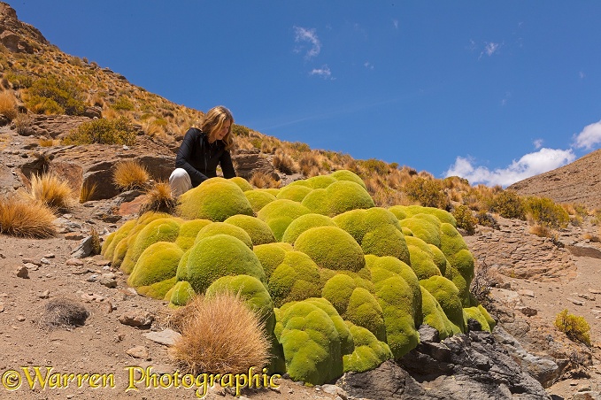 Giant cushion plant (Azorella compacta).  Bolivia