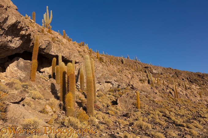 Pasacana Tree Cacti (Echinopsis atacamensis), Salar de Uyuni, Bolivia